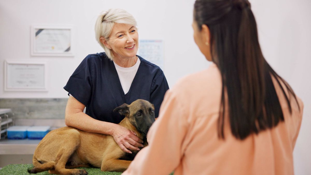 faut-il prendre une mutuelle pour son chien