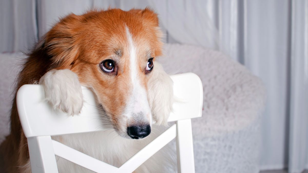 Mutuelle chien sans délai de carence